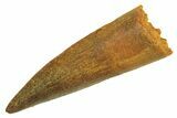 Juvenile Fossil Spinosaurus Tooth - Real Dinosaur Tooth #296863-1